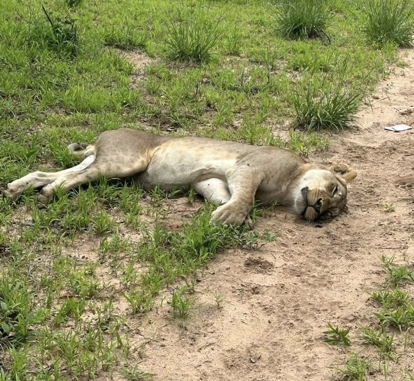 Department Condemns Killings of Lions