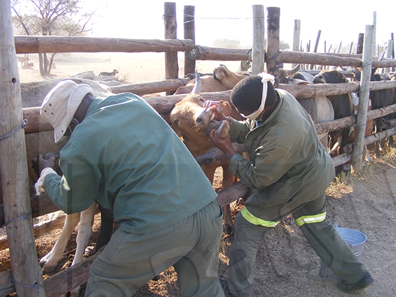 Imported bulls and heifers in good condition at Ramatlabama laboratory