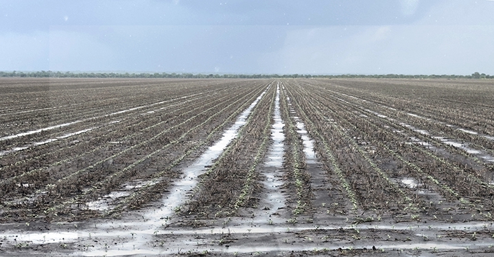 Hope Remains for Pandamatenga Farmers Recovery