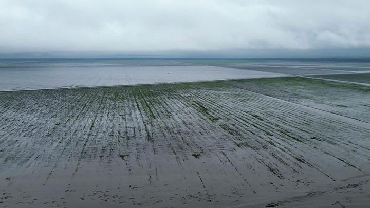 Heavy Rains Destroy Crops in Pandamatenga
