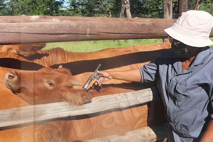 Mass vaccination targets 700 cattle