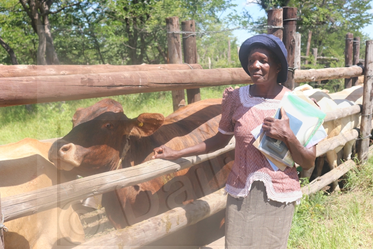 Relief for farmer as authorities chooses vaccination over depopulation