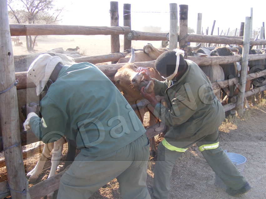Some products not restricted to cross FMD zones