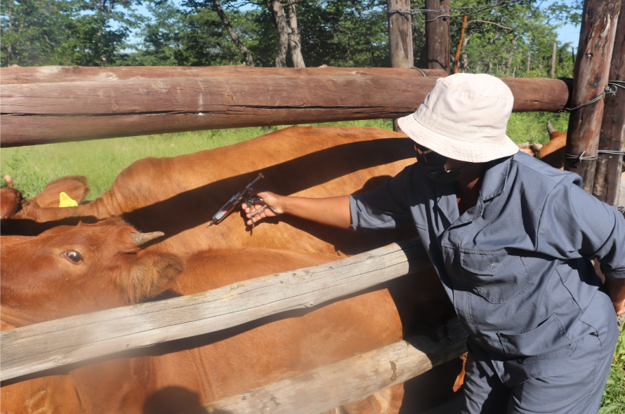 Jackalas No. 1 enters red zone protocol following FMD outbreak