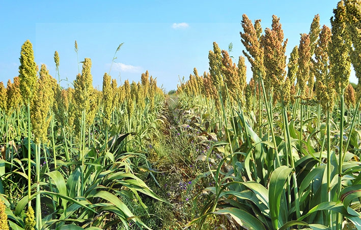 Over 6 300 farmers enrol for packages