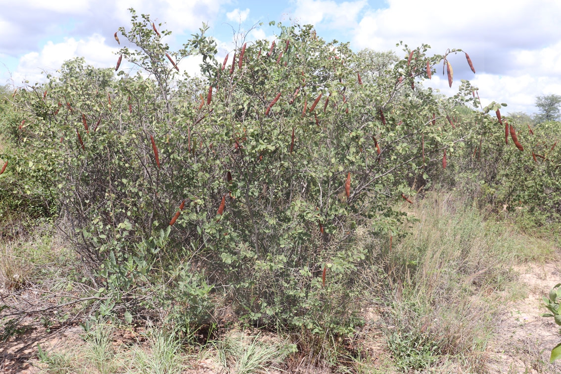 Owa Shares Indigenous Healing Practice