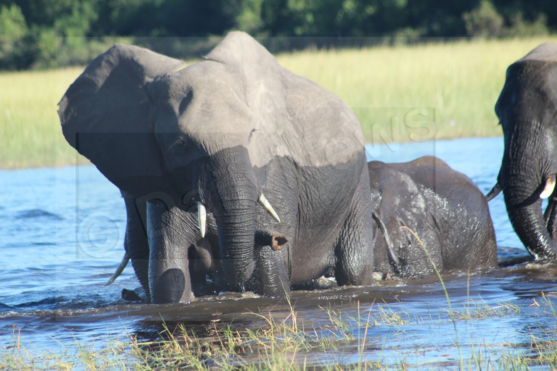 Company explores Okavango Delta on foot