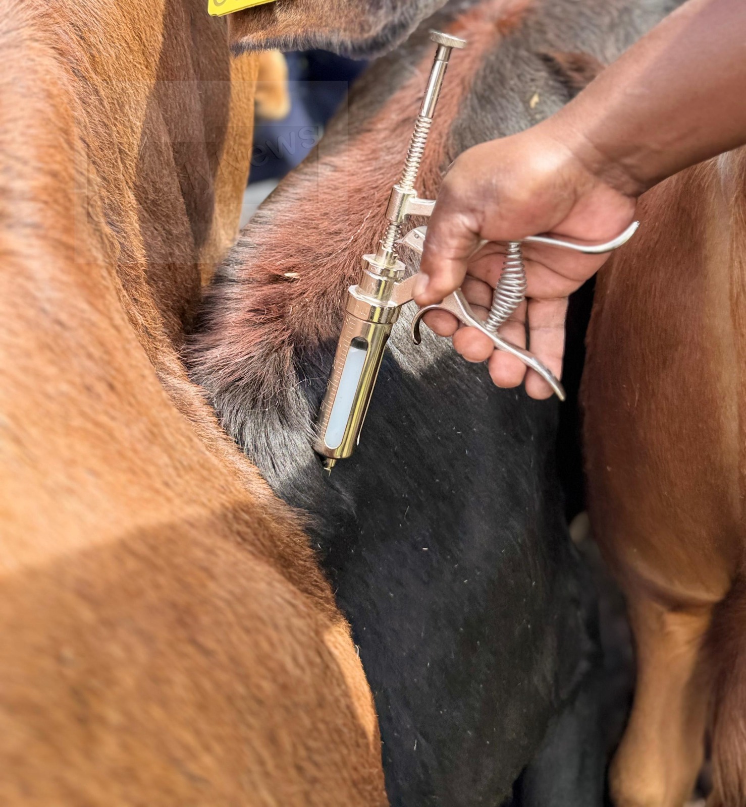 Traceability primary defence against FMD