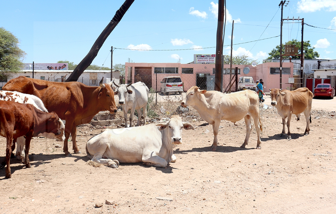 Stray Animals Face Impoundment