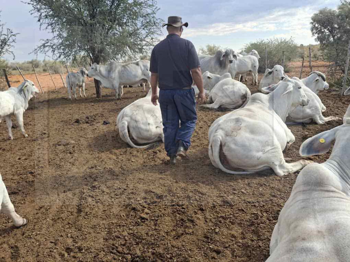 Stud breeder fulfils childhood dream