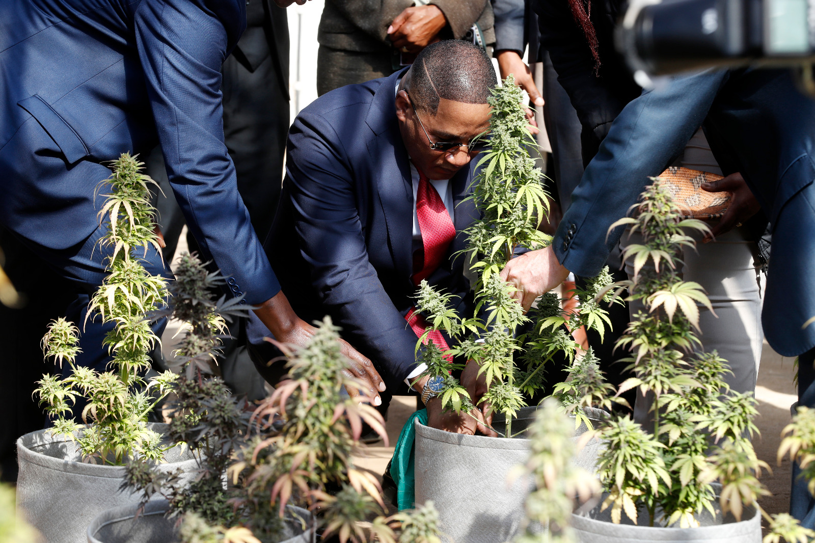 Hemp production proves viable