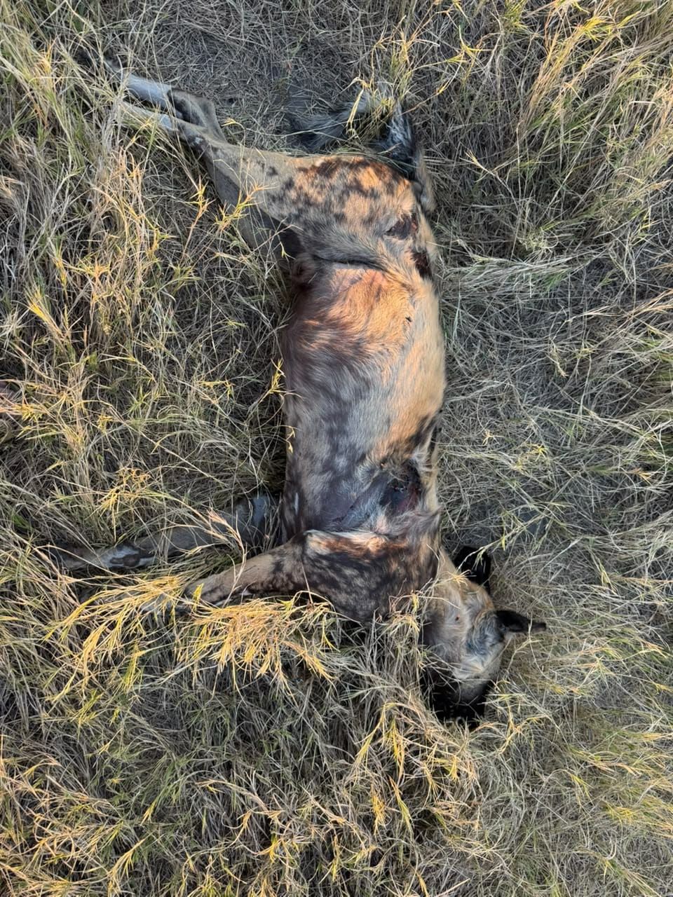DWNP warns against poisoning of wild animals